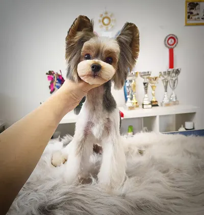 Małe Białe - Salon Urody Zwierząt